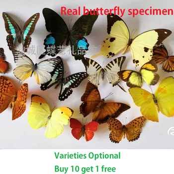 Естествен истински образец на пеперуди, насекоми обучение САМ крилата запечатан пакет можете да извадите начало декор